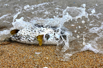  Sea puffer fish Lying dead at the beach, seeing sad