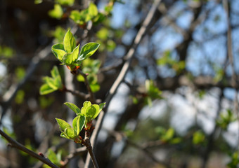 leaves bloom on the Apple tree