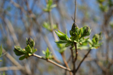 so blooms lilac Bush in the spring