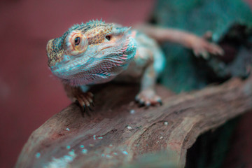 Beautiful bearded dragon looking up