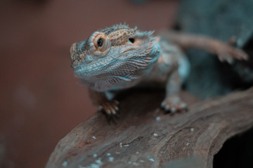 bearded dragon looking up and fierce