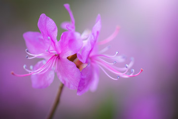 Fototapeta na wymiar Flower pink almond