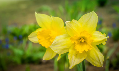 Spring flower yellow narcissus