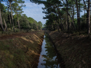 View from the bridge in the forest