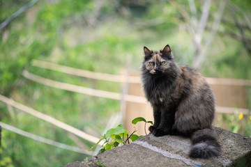 Naklejka na ściany i meble Tortoisheshell cat sitting in the garden 