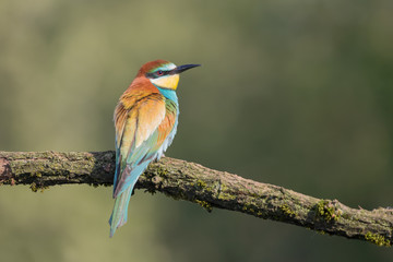 Portrait of isolated bee eater at sunrise (Merops apiaster)