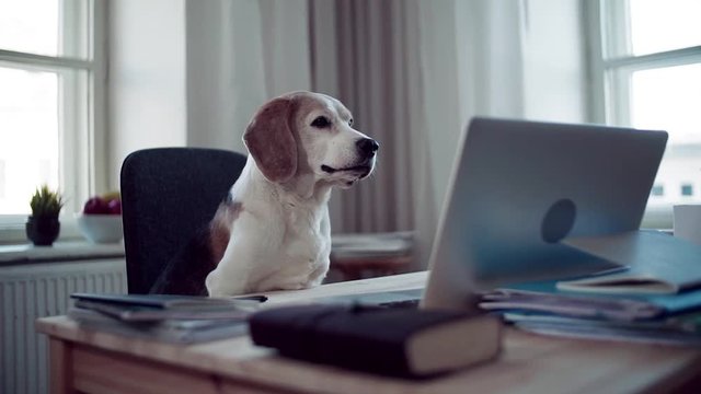 A pet dog sitting on a chair at the desk in home office. Slow motion.