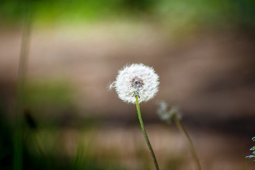 dandelion on green background