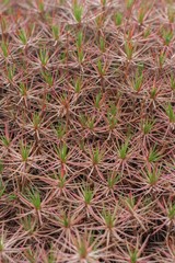 Close-up of  flowers / plants growing at garden. background