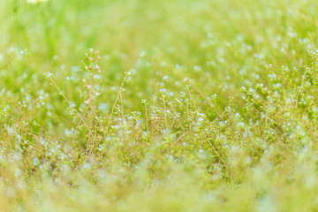 Outdoor spring, yellow and white small chrysanthemums close-up ，Ixeridium dentatum (Thunb.) Tzvel.