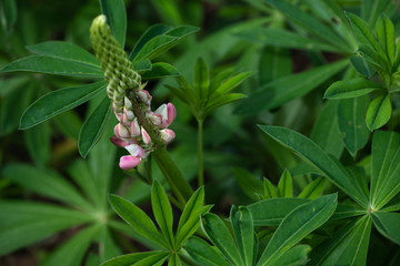 Lupinus starting to flower