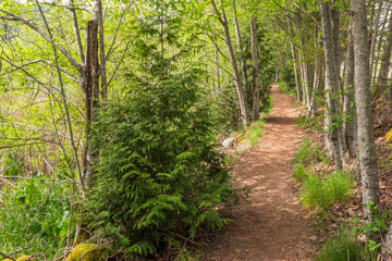 View at Trail in Park. Vancouver, Canada.