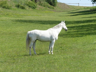 Naklejka na ściany i meble White horse on green pasture