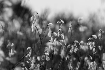 Sommerwiese in Bayern  © Anna
