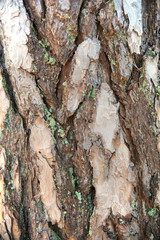 bark of a tree