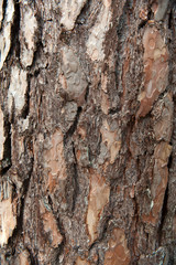 tree bark texture