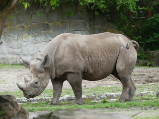 Walking rhino in the zoo