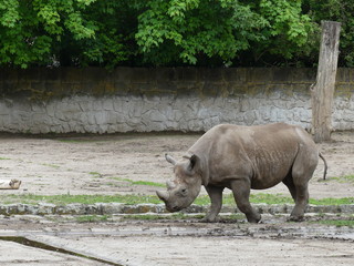 Walking rhino in the zoo