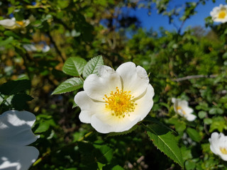 Rosa canina
