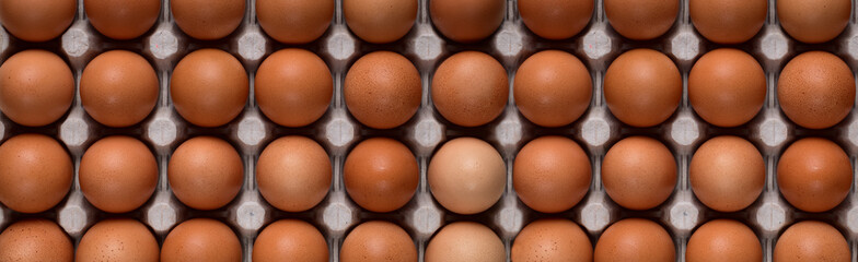 Horizontal banner with even rows of brown chicken eggs on a cardboard stand