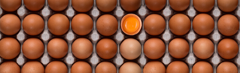 Horizontal banner with even rows of brown chicken eggs and a bright yolk in the center on a cardboard stand