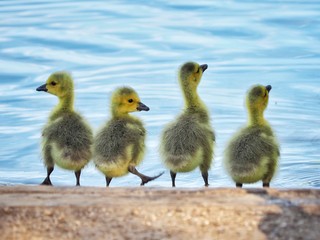 Goose Chicks
