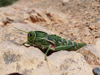 Cavalletta