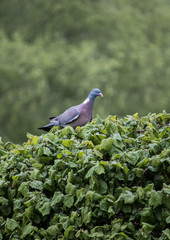 Pigeon sitting on Hazel Bush