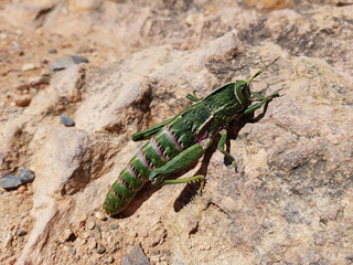 Cavalletta