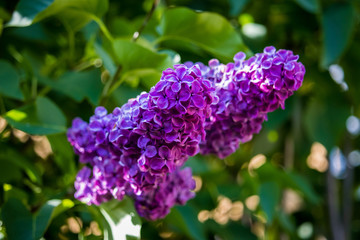 Flieder lila violett purple