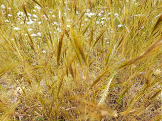 Campagna in Sardegna