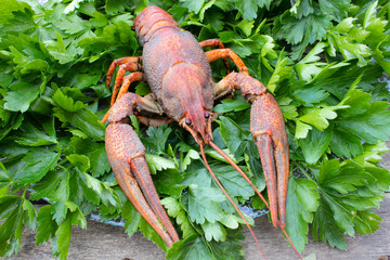 red boiled crayfish with herbs on a plate