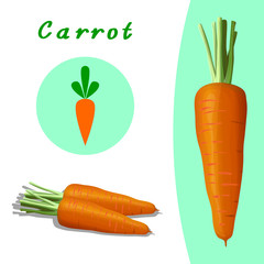 realistic carrot and carrot logo