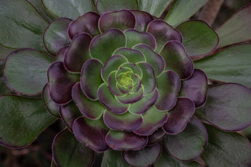 purple and green succulent