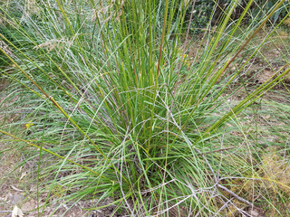 Campagna in Sardegna
