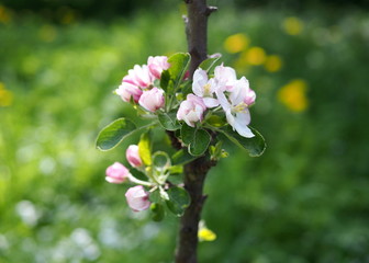 Blossoming of a young  columnar apple-tree in a spring garden