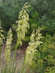 Campagna in Sardegna