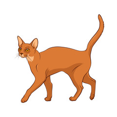 Abyssinian Cat with a raised tail. Cat on a white background. Stock Vector Illustration
