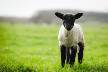 Little spring lamb on farmland