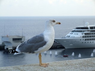 Fototapeta na wymiar Monaco seagull on the beach