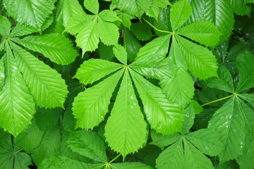 green leaves background after rain