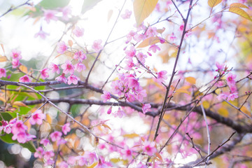 Pink cherry blossom bloomming on tree branch