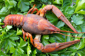 red boiled crayfish with herbs on a plate