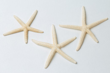 Fototapeta na wymiar Starfish isolated on white background 