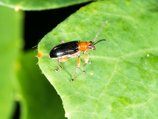 Bombardier beetle with black wing waling on green leaf  in garden