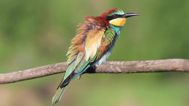 colorful bird cleans its beautiful feathers