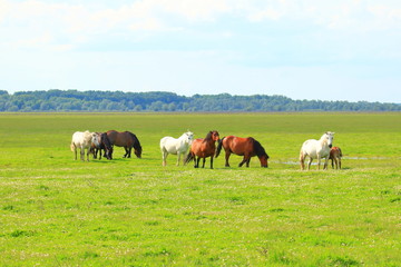 Herd of horses in pasture on meadow