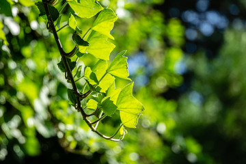 Sprig of green ivy Hedera helix with bright young leaves against natural bokeh of garden against sun. Nature concept for design. Selective focus