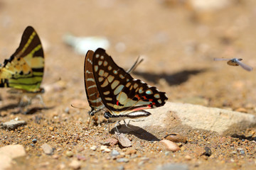 Fototapeta na wymiar Butterflies following a series of natural Ban Krang Camp. Phetchaburi, Thailand