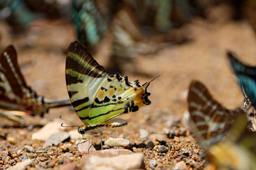 Butterflies following a series of natural Ban Krang Camp. Phetchaburi, Thailand